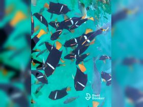 A vibrant underwater scene featuring a school of colorful fish swimming in clear turquoise waters, showcasing the beauty of marine life.