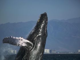 A magnificent humpback whale breaches the surface, showcasing its powerful presence in the ocean — a breathtaking moment for wildlife enthusiasts.