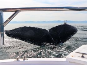 A majestic whale breaches the surface of the water, showcasing its impressive size and grace — a breathtaking moment for wildlife enthusiasts.