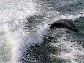 A dolphin leaps gracefully above the waves, showcasing the beauty of marine wildlife in its natural habitat.