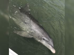 A close-up view of a dolphin swimming gracefully in clear waters, showcasing the beauty of marine wildlife.