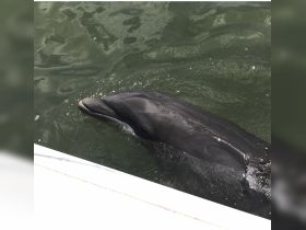 A close-up view of a dolphin swimming near a boat, showcasing the beauty of marine wildlife in its natural habitat.