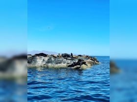 A serene scene featuring a group of seals lounging on rocky outcrops, showcasing the beauty of marine wildlife in their natural habitat.