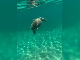 A serene underwater shot of a turtle gracefully swimming through crystal-clear waters, showcasing the beauty of marine wildlife.