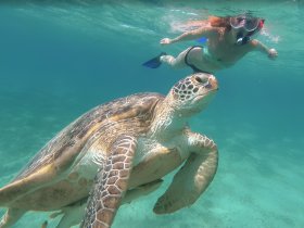 A snorkeler interacts with a majestic sea turtle in crystal-clear waters, showcasing a beautiful wildlife encounter in a tropical paradise.