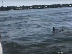 A dolphin swims gracefully in the water, showcasing the beauty of marine wildlife — a perfect moment for nature enthusiasts and wildlife lovers.