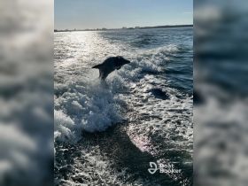 A dolphin leaps gracefully from the water, showcasing the beauty of marine wildlife in its natural habitat — a captivating moment for nature lovers.