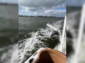 A dolphin leaps out of the water alongside a boat, showcasing the beauty of marine wildlife encounters — a thrilling experience for nature lovers.