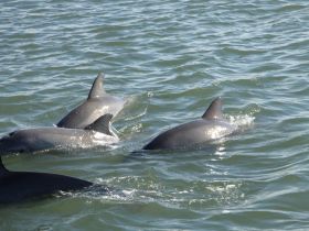 A captivating view of dolphins swimming gracefully in the water, showcasing the beauty of marine wildlife.