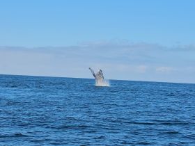 A magnificent whale breaches the surface of the ocean, showcasing its power and grace — a breathtaking moment for wildlife enthusiasts.