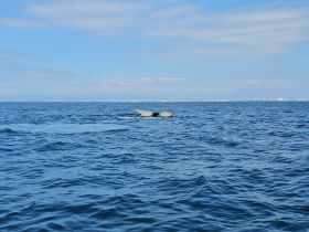 A majestic whale's tail breaks the surface of the ocean, showcasing the beauty of marine wildlife in its natural habitat.