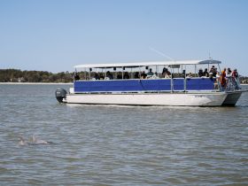 A group of guests on a tour boat observes dolphins swimming nearby, showcasing a delightful wildlife encounter on the water.