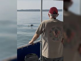 An elderly man observes a dolphin swimming nearby, capturing a serene moment of wildlife interaction on the water.