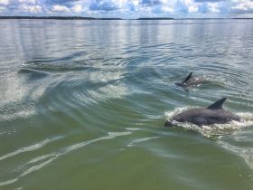 A captivating scene of dolphins swimming gracefully in calm waters, showcasing the beauty of marine wildlife in their natural habitat.