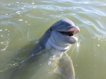 Hilton Head Island Dolphin Tour