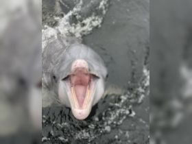 A close-up shot of a dolphin swimming in the water, showcasing its playful nature — a delightful encounter with marine wildlife.