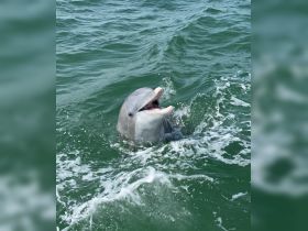 A playful dolphin surfaces in the waves, showcasing its playful nature in a vibrant marine environment — a captivating moment for wildlife enthusiasts.