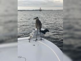 A majestic heron perches on the bow of a boat, showcasing the beauty of wildlife in a serene water setting.