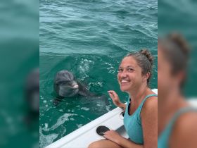 A woman interacts with a friendly dolphin in clear turquoise waters, showcasing a memorable wildlife encounter perfect for marine enthusiasts.