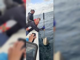 Fishermen interact with a shark during a fishing trip, showcasing the thrill of deep-sea fishing and the excitement of wildlife encounters.