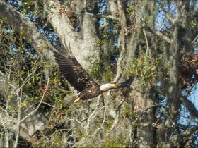 A majestic eagle soars through the air, showcasing its impressive wingspan against a backdrop of lush trees — a stunning display of wildlife in its natural habitat.