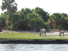 Two wild horses graze peacefully along the shoreline, surrounded by lush greenery — a serene wildlife moment in their natural habitat.