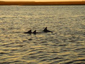 A serene moment capturing dolphins swimming gracefully in golden waters, showcasing the beauty of marine wildlife.
