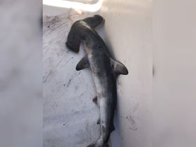 A close-up view of a shark on a boat's deck, showcasing the unique features of this fascinating marine predator.