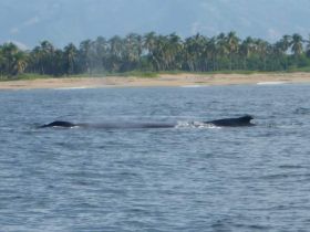 Whales