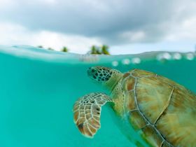 A stunning close-up of a turtle swimming gracefully in crystal-clear waters, showcasing the beauty of marine wildlife.