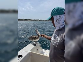 A person feeds a pelican from the side of a boat, showcasing a delightful moment of human-animal interaction in a beautiful marine setting.