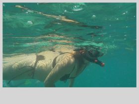 A snorkeler explores the vibrant underwater world, showcasing the beauty of marine life in crystal-clear waters — a perfect adventure for ocean enthusiasts.