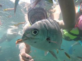 A snorkeler interacts with a curious fish in vibrant underwater scenery, showcasing the beauty of marine life during an adventurous snorkeling experience.
