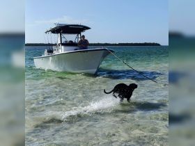 A playful dog splashes in shallow water near a boat, capturing the joy of a fun day on the beach. Perfect for pet lovers and boating enthusiasts alike.