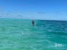 A stunning shot of a dolphin jumping out of the crystal-clear waters, showcasing the beauty of marine wildlife in its natural habitat.