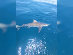 A stunning close-up of a shark swimming gracefully in crystal-clear waters, showcasing the beauty of marine wildlife.