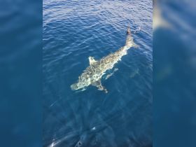 A stunning close-up of a shark swimming in crystal-clear waters, showcasing the beauty of marine wildlife in its natural habitat.