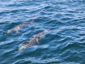 Two dolphins gracefully swim through the clear blue waters, showcasing the beauty of marine wildlife encounters.