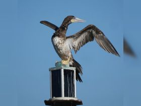 A striking close-up of a bird perched on a lighthouse post, showcasing its wings in a majestic display against a clear blue sky.
