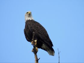 A majestic bald eagle perched on a branch against a clear blue sky, showcasing the beauty of wildlife in its natural habitat.