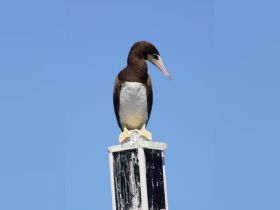 A striking close-up of a bird perched on a post against a clear blue sky, showcasing the beauty of wildlife in its natural habitat.