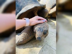 A close-up interaction with a turtle, showcasing a gentle touch — a memorable wildlife experience that highlights the beauty of marine life.