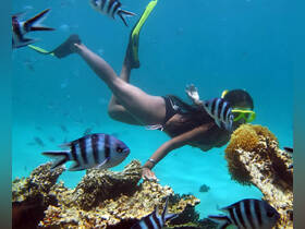 A snorkeler interacts with vibrant fish near a coral reef, showcasing the beauty of underwater wildlife and marine life encounters.