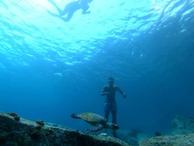 A snorkeler interacts with a sea turtle underwater, showcasing the beauty of marine wildlife and the thrill of snorkeling adventures.