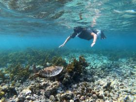 A snorkeler interacts with a sea turtle in a vibrant underwater scene, showcasing the beauty of marine wildlife and the thrill of snorkeling adventures.