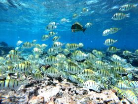 A vibrant underwater scene showcasing a school of striped fish swimming over a coral reef, perfect for marine life enthusiasts and snorkeling adventures.