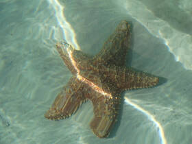 A stunning close-up of a starfish resting on the sandy ocean floor, showcasing the beauty of marine wildlife in its natural habitat.