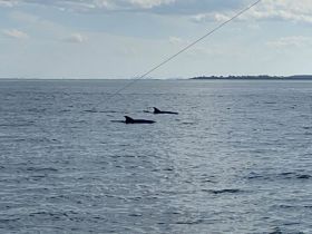 A serene moment capturing dolphins swimming gracefully in open waters, showcasing the beauty of marine wildlife.