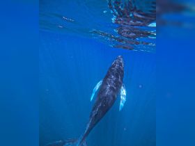 A stunning underwater shot of a whale swimming gracefully through crystal-clear waters, showcasing the beauty of marine wildlife.