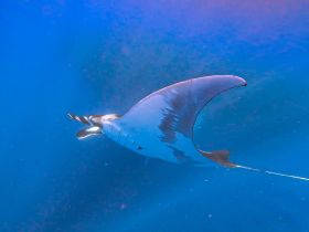 A stunning close-up of a manta ray gliding gracefully through the deep blue ocean, showcasing the beauty of marine wildlife.